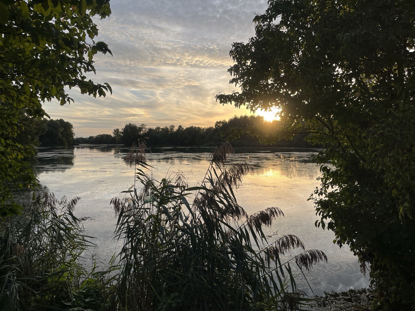 The sun setting through trees and reeds over the still water of the Hirschauer Baggersee