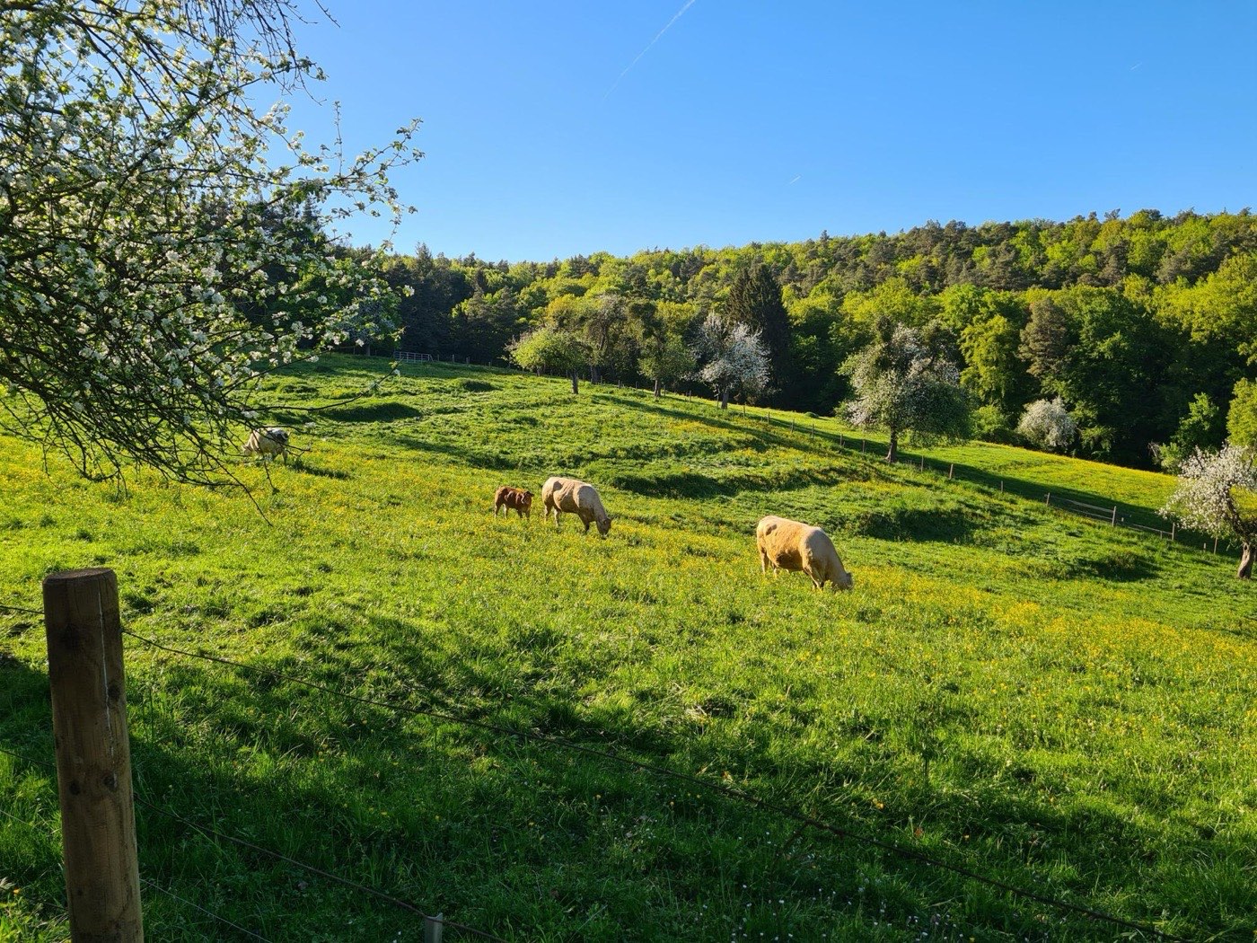 Cows grazing on a bright green hillside meadow beside a blossoming tree